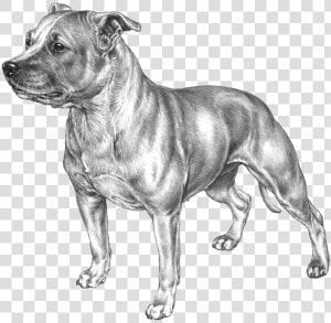 Staffordshire Bull Terrier Kopiere  HD Png Download