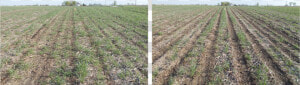 Corn Stalks Png  photo Of Corn Using Strip Till Versus   Field  Transparent Png