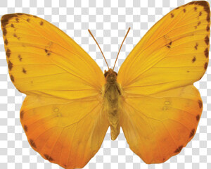 Orange Butterfly Png Image  Butterflies Free Download   Yellow Butterfly No Background  Transparent Png