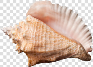 Conch Shell Transparent Background  HD Png Download