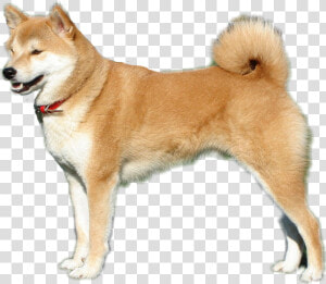 Shibe Transparent Dog   Shiba Inu Transparent Background  HD Png Download