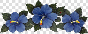 Hf74b Blue Hibiscus Flower Copy   Hibiscus  HD Png Download