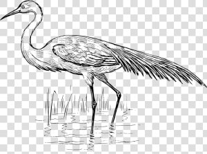 Egret Drawing At Getdrawings   Blue Crane Black And White Clipart  HD Png Download