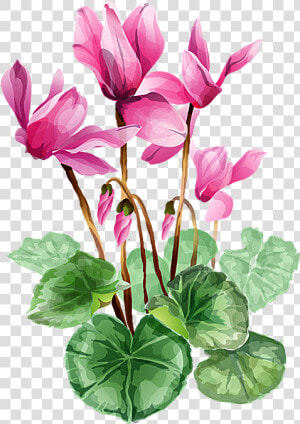 Flower Bouquet A Bouquet Of Summer Flowers Clip Art   Cyclamen Clip Art  HD Png Download