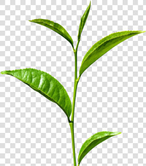 Green Tea Png Free Images   Green Tea Leaf Png  Transparent Png