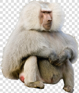 Transparent Baboon Png   Hamadryas Baboon  Png Download