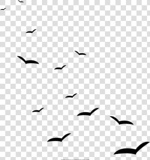 Seagulls Coloring Page   Gaivota Png  Transparent Png