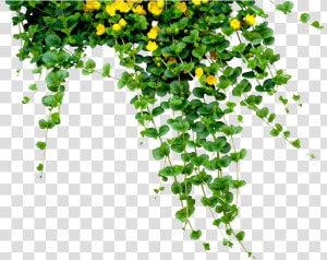 Plants Png Free Download   Flower Plants Png  Transparent Png