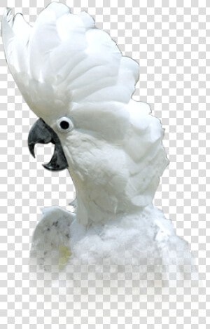 Cockatoo  HD Png Download