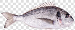 Sea Bream Fresh Png  Transparent Png