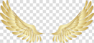 Golden Wings Png Pinterest   Angel Wings Png  Transparent Png