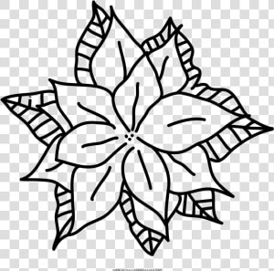 Poinsettia Coloring Page   Floral Design  HD Png Download