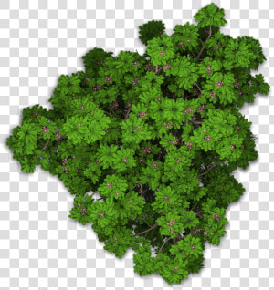 Www   Playcast   Ru   Bushes Png   Tree Png Top View   Plant Top View Png  Transparent Png