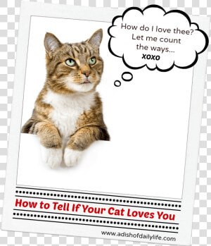 Tell A Cat You Love Them  HD Png Download