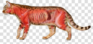 Los Perros Y Gatos Son Carnívoros   Anatomia Del Gato  HD Png Download