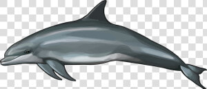 Rough Toothed Dolphin Size  HD Png Download