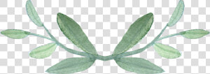 Plant common Sage herb   Transparent Background Greenery Transparent  HD Png Download