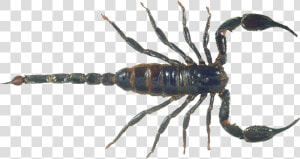 Scorpion Png Image   Scorpion Png  Transparent Png