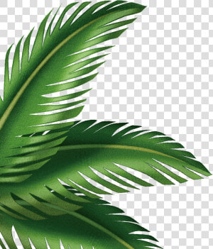 Leaf Arecaceae Clip Art Transprent Png Free   Clipart Palm Leaves Png  Transparent Png