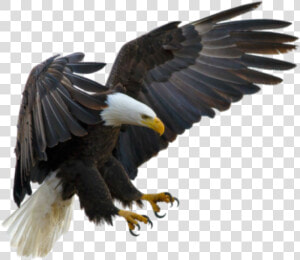  aguila   Clear Background Eagle Png  Transparent Png