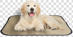 Transparent Pet Bed Clipart   Transparent Background Golden Retriever Puppies Png  Png Download