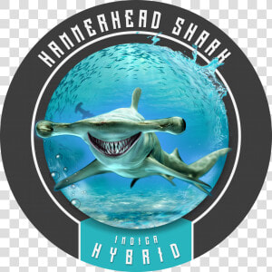 Hammerhead Shark Will Make You Feel Like Chum In The  HD Png Download