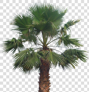 Palma Washingtonia Png  Transparent Png