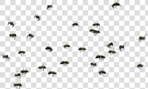 Bee Png Pic   Swarm Of Bees Png  Transparent Png