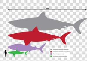 Tiger Shark Size Comparison  HD Png Download