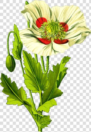 Opium Poppy 3 Clip Arts   Opium Ancient Rome  HD Png Download