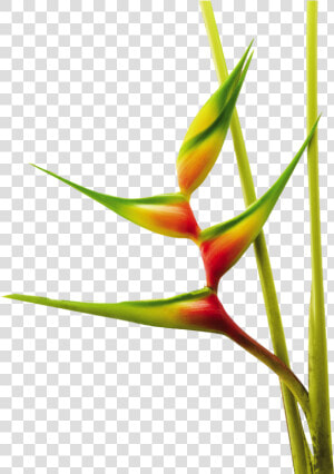 Heliconia Bihai Aurea   Heliconias Png  Transparent Png