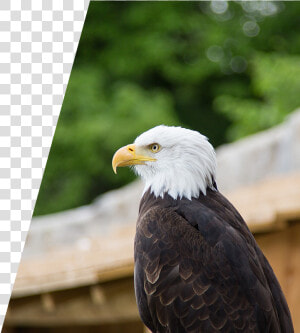 Eagle Perched On A Fence  HD Png Download