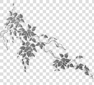  ivy  silhouette  vines  leaves  plants  decoration   Ivy Photoshop  HD Png Download