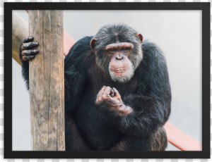 Common Chimpanzee  HD Png Download