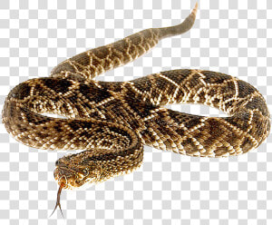 Eastern Diamondback Rattlesnake   Rattlesnake Png  Transparent Png