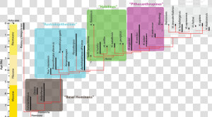 Homo Sapiens Phylogeny  HD Png Download