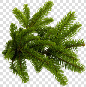 Pine Needles Png   Png Download   Christmas Tree Branch Png  Transparent Png