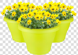 Flowerpot  HD Png Download