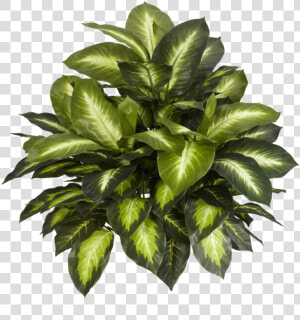 Indoor Plant Top View Png  Transparent Png