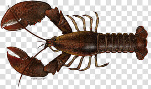 American Lobster   Scientific Name For A Lobster  HD Png Download