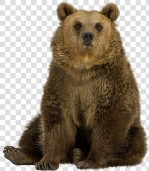 Brown Bear Png Pic   Grizzly Bear Sitting Png  Transparent Png