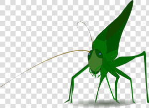 Insect Grasshopper Cricket Cartoon Drawing   Grasshopper Clipart  HD Png Download