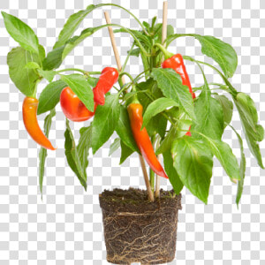 Chili Pepper   Flowerpot  HD Png Download