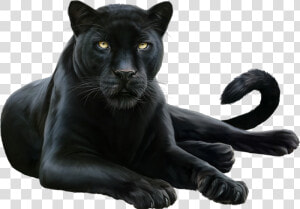  blackpanther  jaguar  layingdown   Beautiful Black Panther Animal  HD Png Download