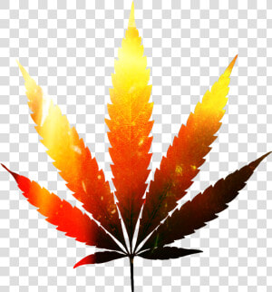  folha Da Maconha Editada   Marijuana Plant  HD Png Download