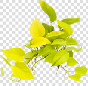 Twig  HD Png Download