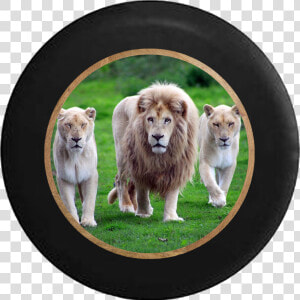 Lion Pride Full Mane With Lioness And Cub Jeep Camper   Lion With His Family  HD Png Download