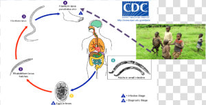 Soil Transmitted Helminths Life Cycle  HD Png Download