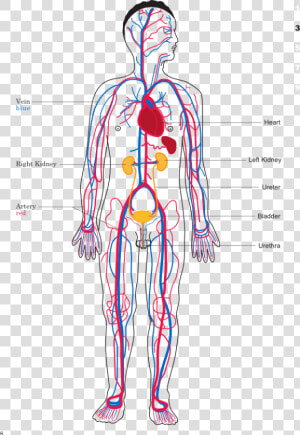 Body Map Of Circulatory System  HD Png Download