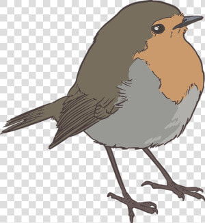 Sparrow Png 17  Buy Clip Art   Robin Bird Silhouette Png  Transparent Png